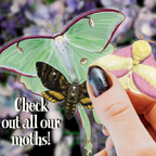Rosy Maple Moth