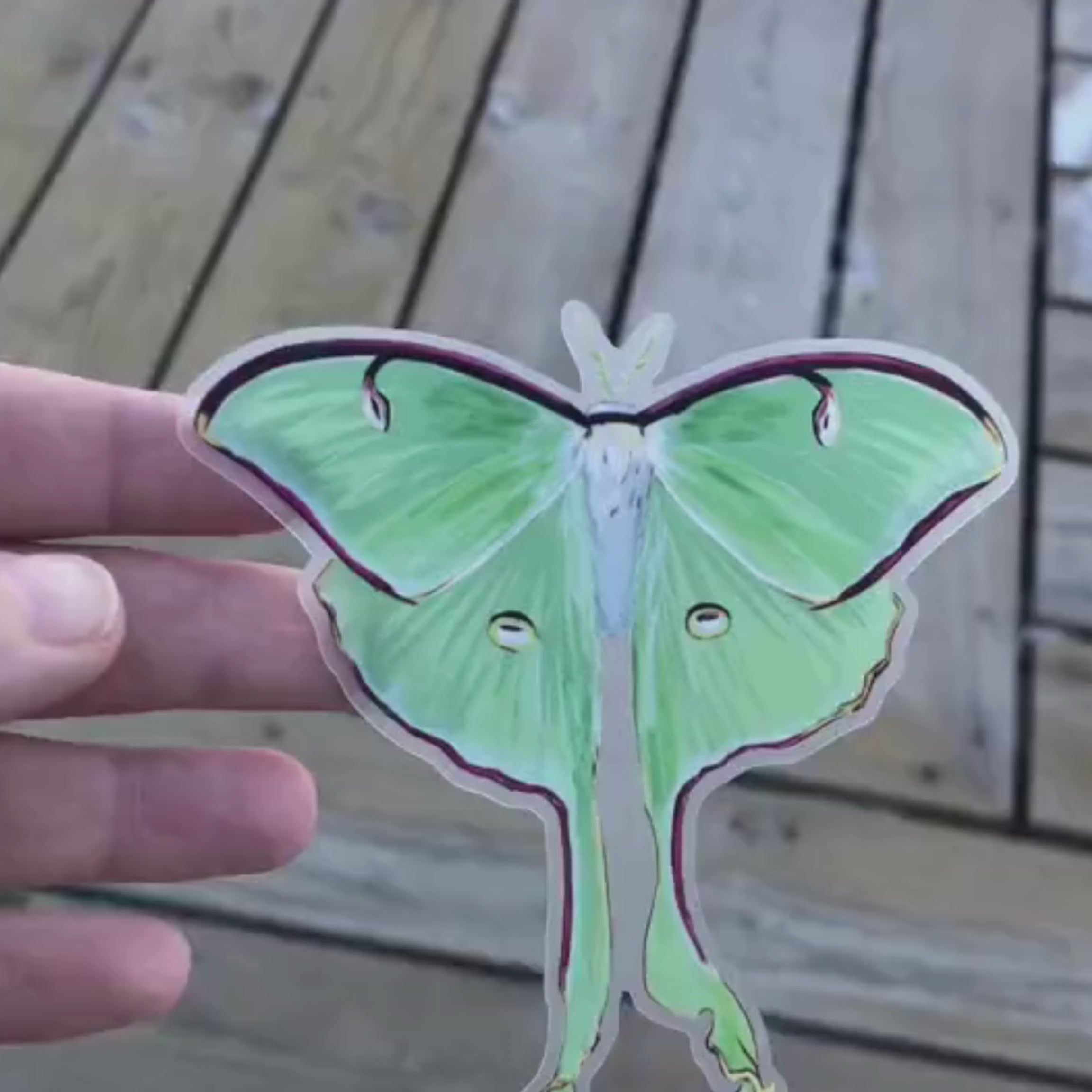 Luna Moth Sticker